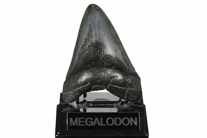 Fossil Megalodon Tooth - South Carolina #175973